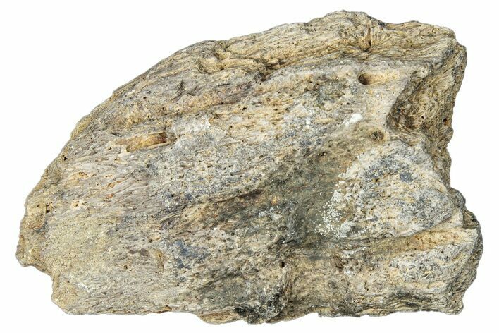 Dinosaur (Triceratops) Frill Shield Section - Montana #323837